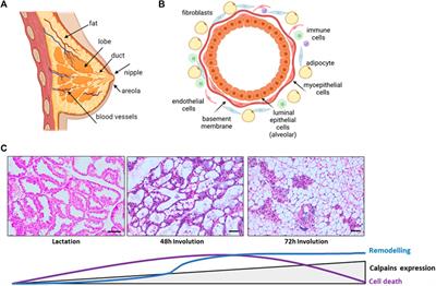 Calpains, the proteases of two faces controlling the epithelial homeostasis in mammary gland